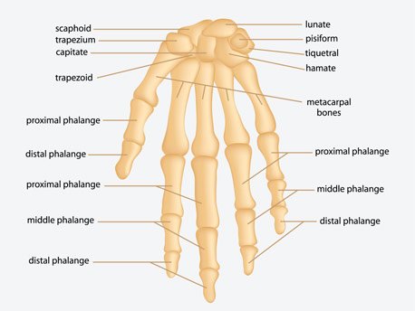 Read more about the article Number of Bones in the Human Hand